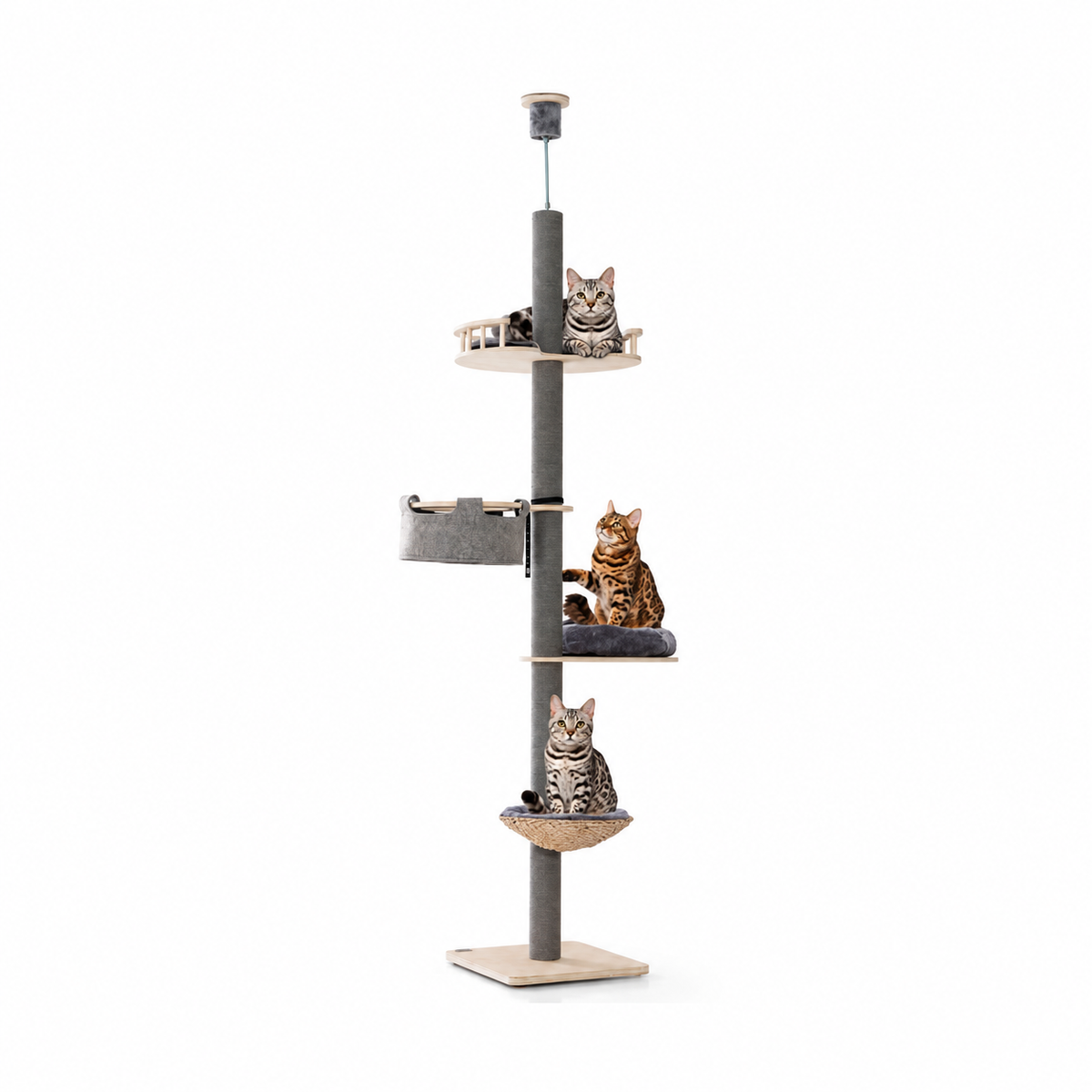 Little Leopards climbing furniture, workbook design 11, white studio background with Bengal cats