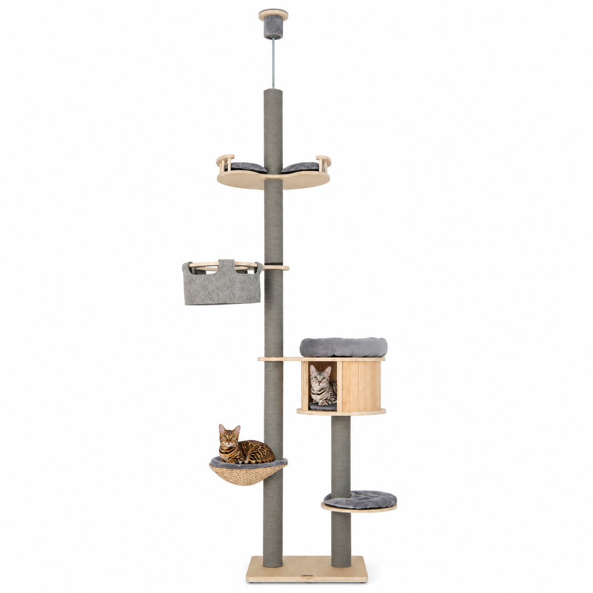 Little Leopards climbing furniture, workbook design 12, white studio background with Bengal cats