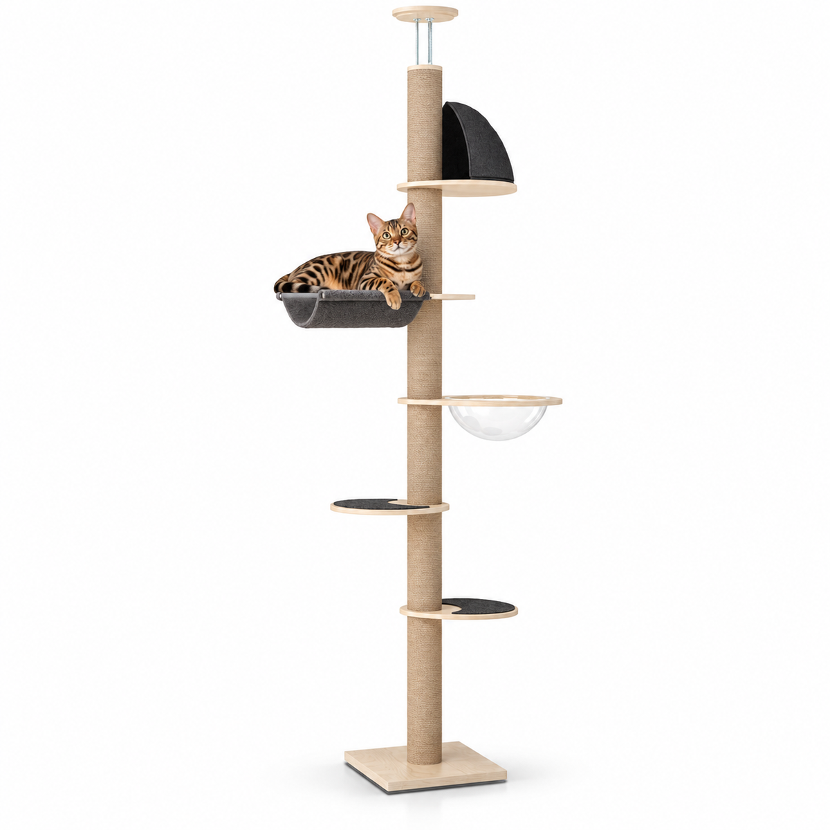 Little Leopards climbing furniture, workbook design 13, white studio background with Bengal cats