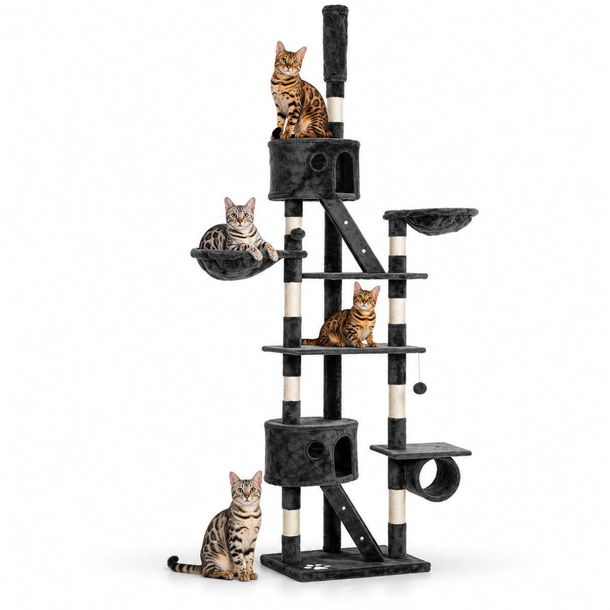Little Leopards climbing furniture, workbook design 20, white studio background with Bengal cats