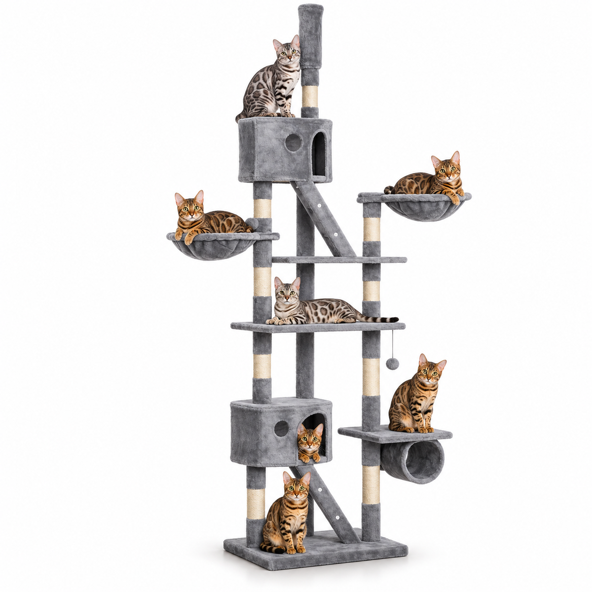 Little Leopards climbing furniture, workbook design 22, white studio background with Bengal cats