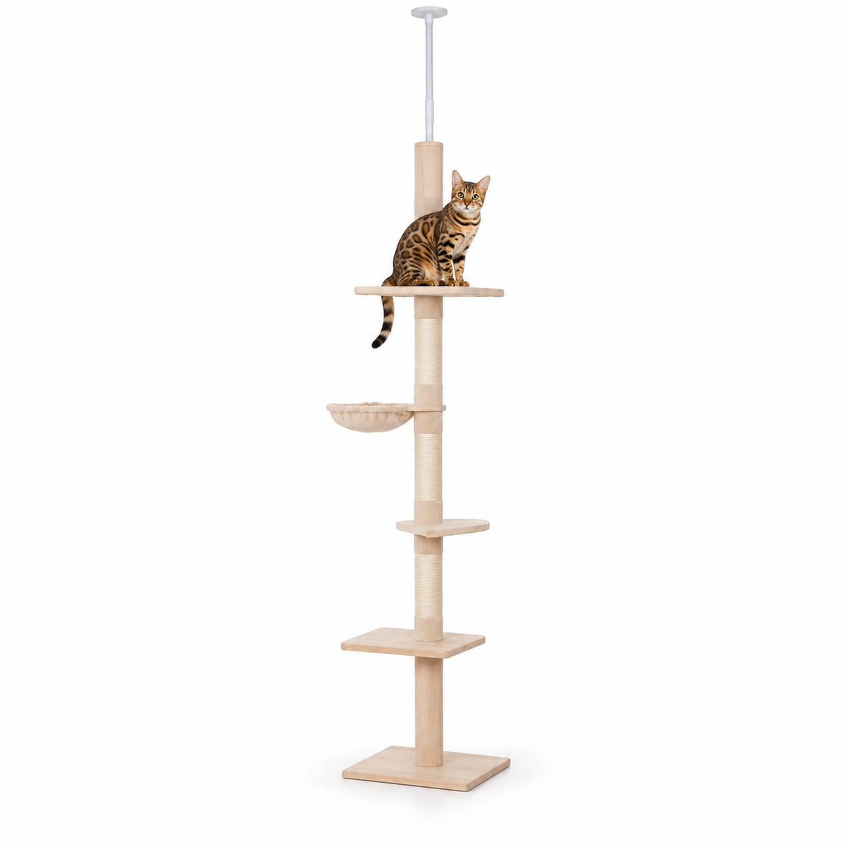 Little Leopards climbing furniture, workbook design 25, white studio background with Bengal cats