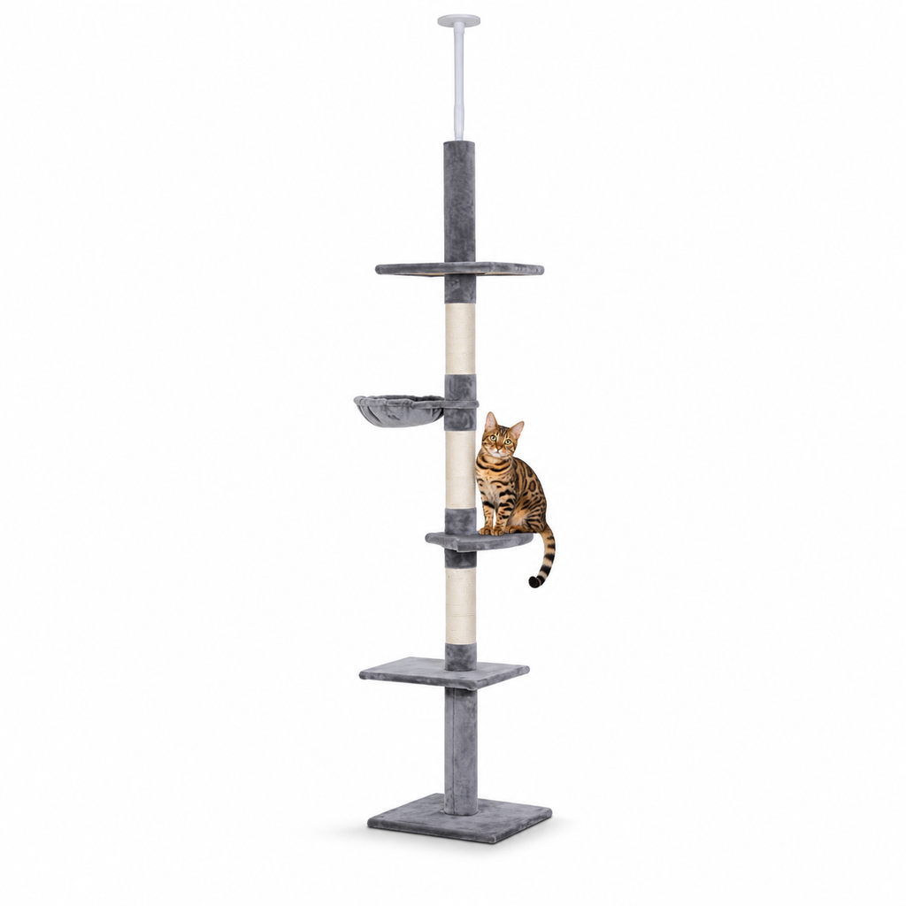 Little Leopards climbing furniture, workbook design 26, white studio background with Bengal cats
