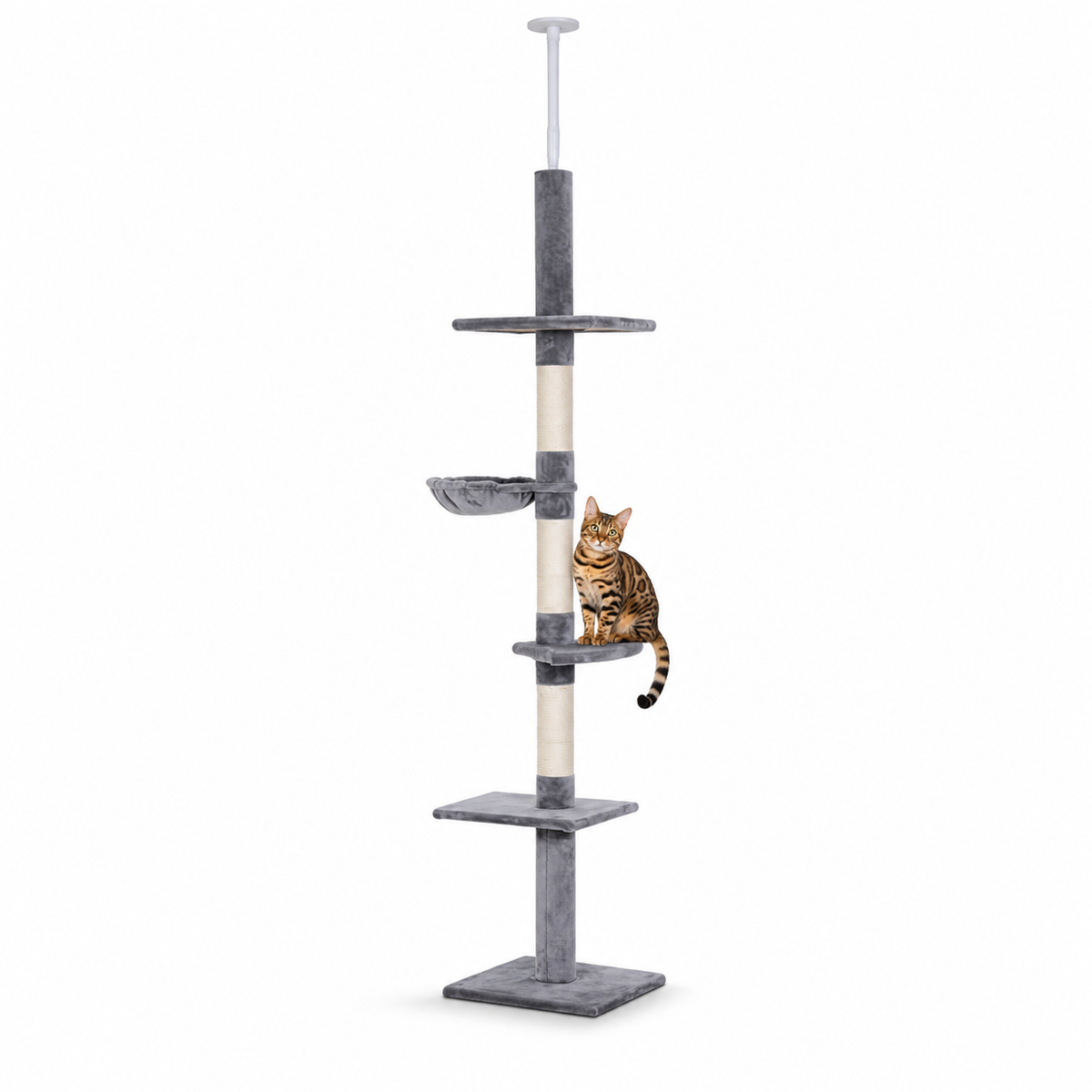 Little Leopards climbing furniture, workbook design 26, white studio background with Bengal cats