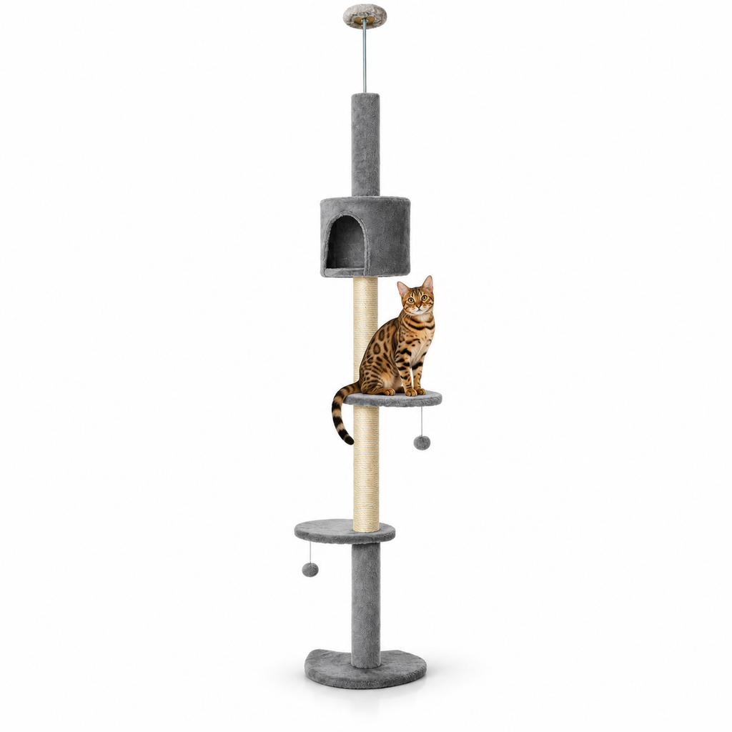 Little Leopards climbing furniture, workbook design 30, white studio background with Bengal cats