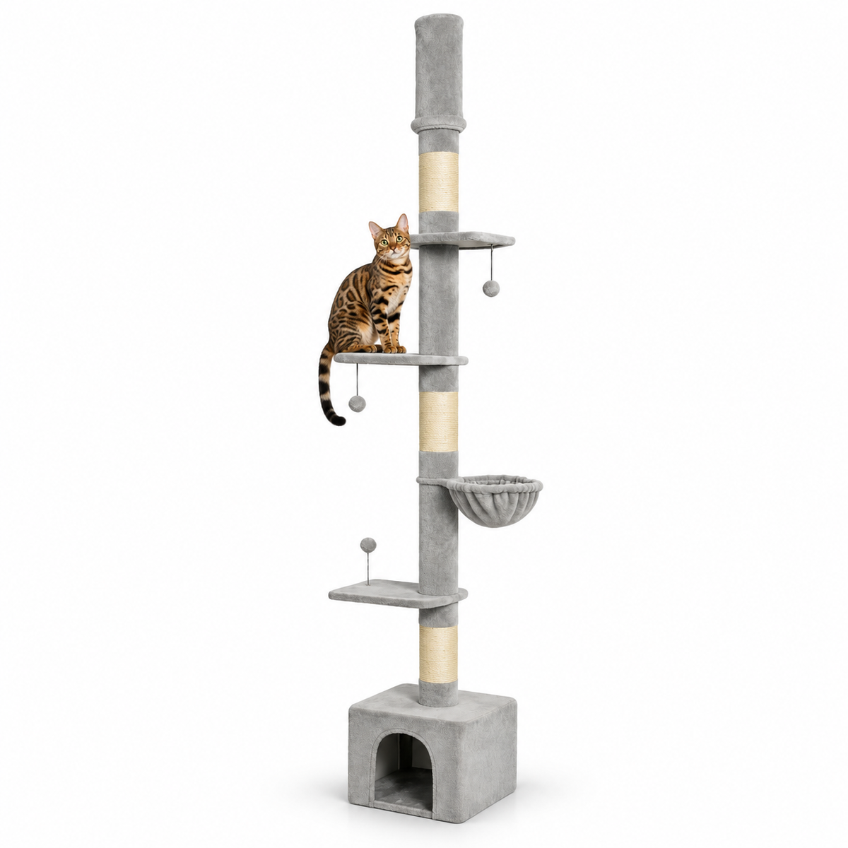 Little Leopards climbing furniture, workbook design 31, white studio background with Bengal cats