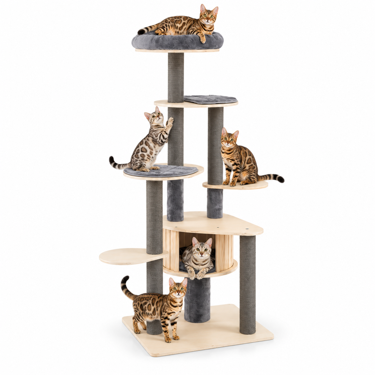 Little Leopards cat tree, workbook design 50, Bengal cats on white background